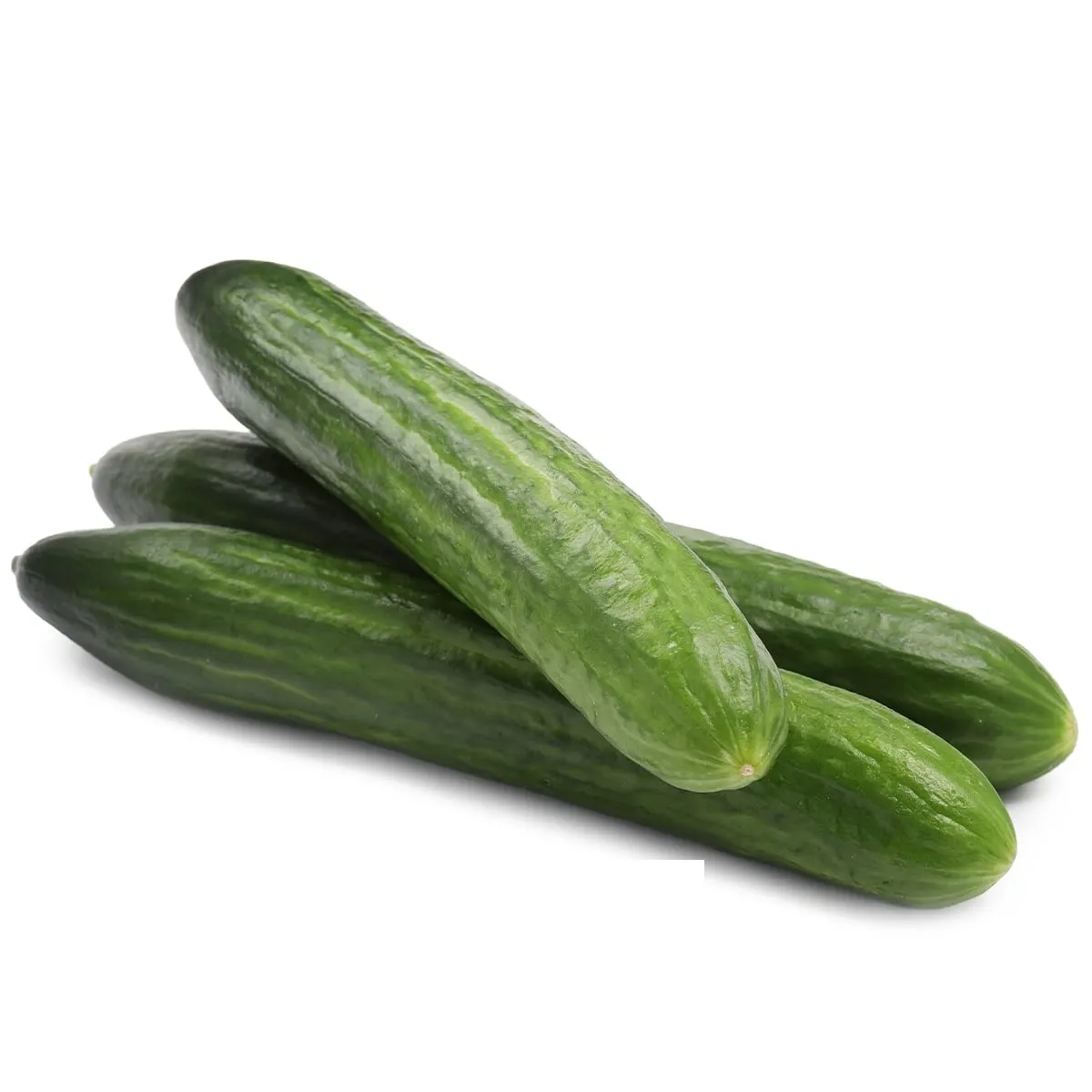 Concombre court 1Kg - FILIERE M